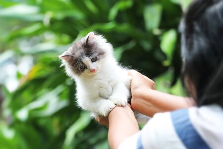 Beautiful kitten on the palm, Asian woman is stroking a small kitten.の写真素材