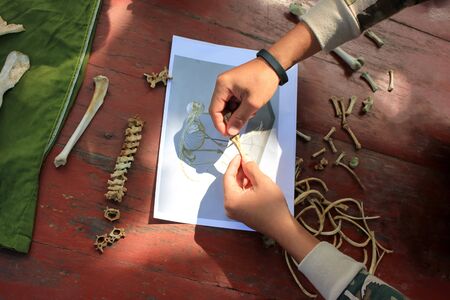 Sample collection and study of the skeleton of a monkey, and animals.の写真素材