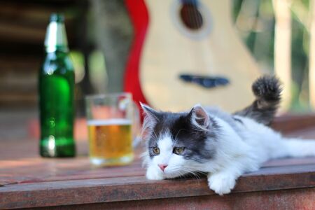 Beautiful cat sitting lonely on the balcony with a glass of beer and guitar blurred background.の写真素材