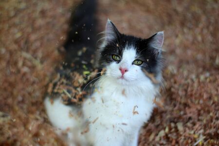 Beautiful cat playing on wooden sawdust background