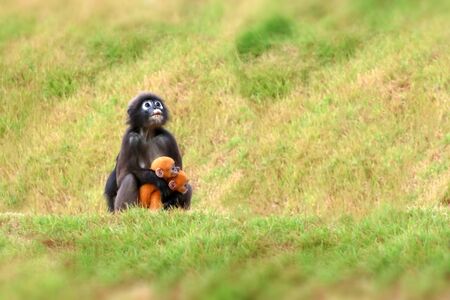 Yellow twins baby of Leaf Monkeys or Dusky Langur and mother who are living in the forest, Animals with their babies in Thailandの写真素材