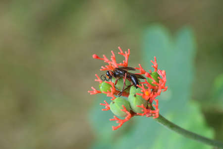 A bee or wasp lying dead on a red flower in the garden nature background