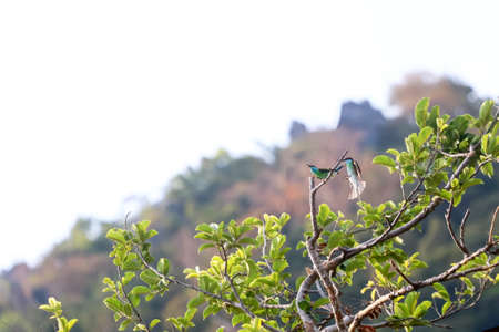 Blue-tailed bee-eater, A bird caught a branch and flew in the sky in Thailand.の写真素材