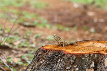 A chameleon is on a tree stump that has just been cut. Forest conservation conceptの写真素材