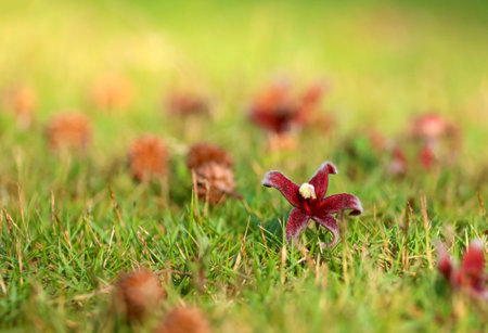 The flowers that fall on the garden floor, Summer in Thailandの写真素材