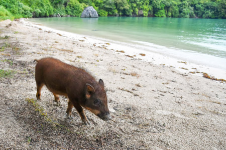 Wild boars strolling along the beach in the Thailand National Park.の写真素材
