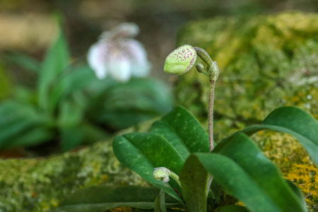 Endemic orchid that grows on  limestone mountain cliffs, Species is Cypripedioideae, Paphiopedilum X ang-thongの写真素材