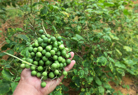 Eggplant in hand from the harvest of Asian gardeners in Thailand.の写真素材