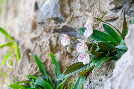 Endemic orchid that grows on  limestone mountain cliffs, Species is Cypripedioideae, Paphiopedilum X ang-thongの写真素材