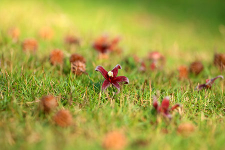 The flowers that fall on the garden floor, Summer in Thailandの写真素材