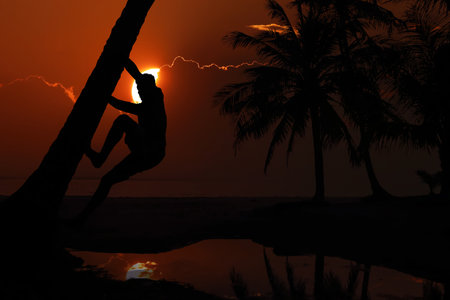 Silhouette of an Asian man climbing a coconut tree at the beach in the morning when the sun is rising.Samui THAILANDの写真素材