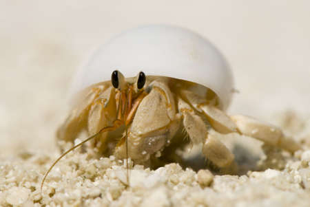 Maldivian Hermit Crabの写真素材