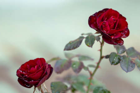 Garden dark red rose with raindrops, close-upの写真素材