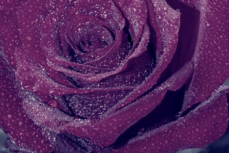 Close-up of a rose flower with dew drops in purple. natural backgroundの写真素材