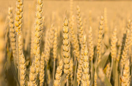 Ripe ears of wheat in a field on a blurry background in golden tones. Soft lighting effects. natural...