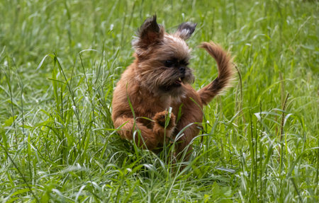 A young dog of the Brussels Griffon breed, playfully running in the green grassの写真素材