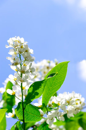 A beautiful flowering cherry branch against a blue sky backgroundの写真素材