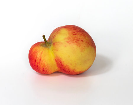 An unusual shaped apple with a double plum on a white backgroundの写真素材