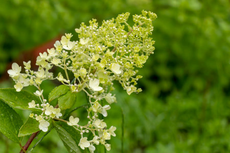 The inflorescence of hydrangea paniculata has a delicate shade of lime