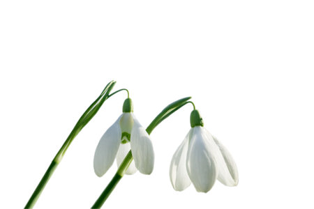 Snowdrops close-up. Galanthus, a snowdrop, highlighted on a white backgroundの写真素材