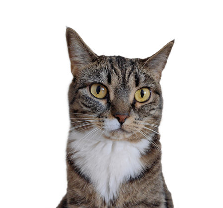 A domestic cat of mixed breed striped with a white breast, looking straight into the camera, with big eyes. white backgroundの写真素材