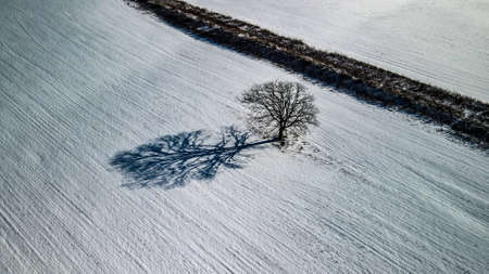In a snow covered field sits a lonely tree with a deep shadow.の写真素材
