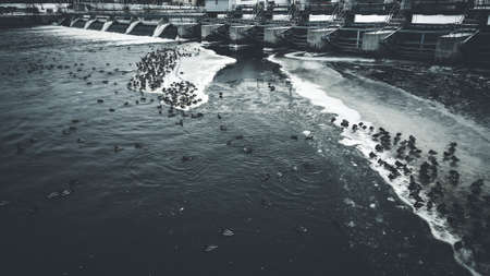 A Graphite themed view of ducks on the frozen ice sheet extending from the dam.の写真素材