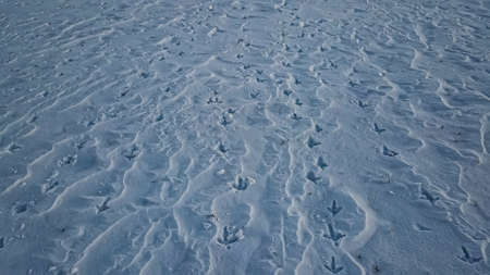 Animal tracks walking t hrough the deep snow.