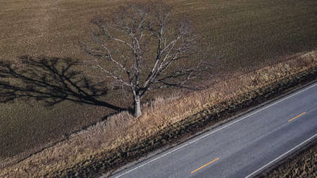 A tree with a deep and large shadow stands next to the road in autumn with nobody around.の写真素材