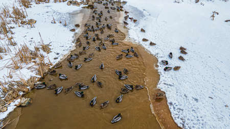 At the closed quarry the ducks are out on the stream from melting snowの写真素材