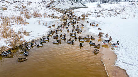 At the closed quarry the ducks are on the melted snow stream that carrys into the distance.の写真素材