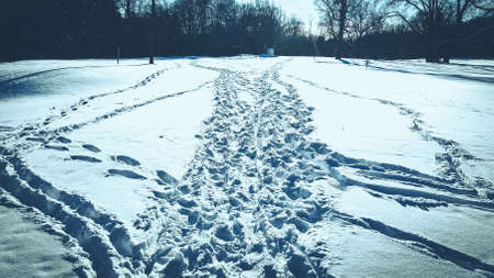 Frozen tracks on the walking trails
