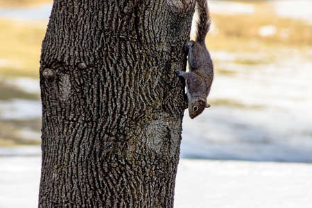 gray squirrel on the run down a treeの写真素材