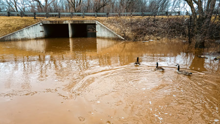 After heavy rain the snow is melting and this field became flooded. Birds are swimming over it.の写真素材