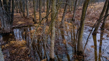 Springtime is approaching and the snow and ice is melting in the woods. Water puddles all over the...