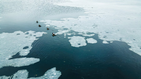 An icy pond with wood ducks swimming through the iceの写真素材