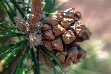 A macro view of pine cone of pinus uncinata a mountain pine tree. Sun shines brightly on it.