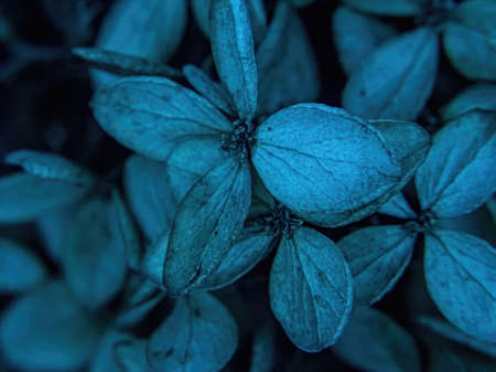 Snow is melting as autumns plants come to spring time