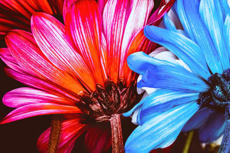 A close up of a daisy in the srping.