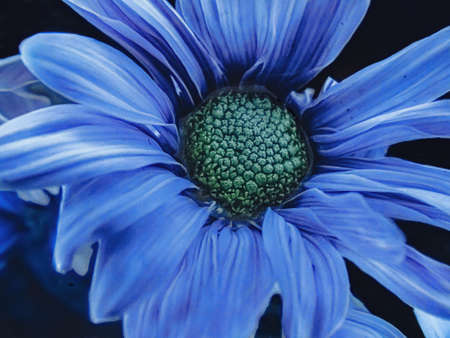 A close up of a daisy in the srping.の写真素材