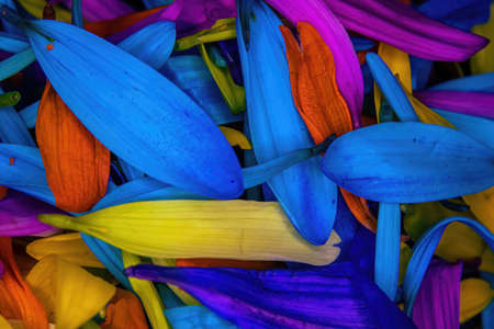 Brightly colored flower daisy pedals piled togetherの写真素材