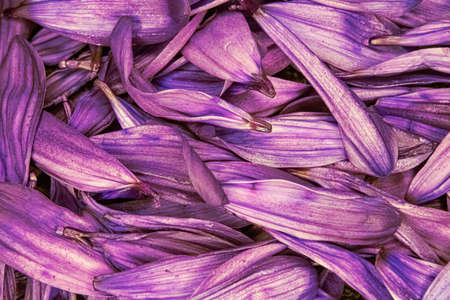 Brightly colored flower daisy pedals piled togetherの写真素材