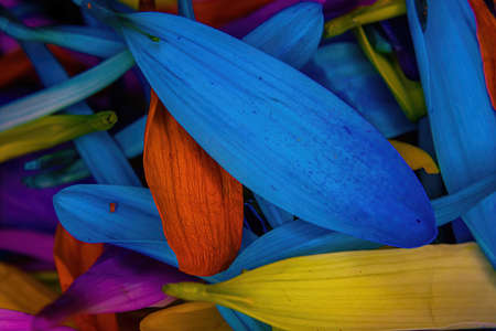 Brightly colored flower daisy pedals piled togetherの写真素材