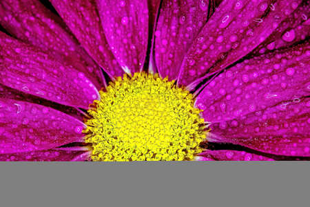 Water drops on a pink flower head
