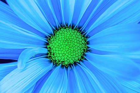 Macro photography of a light blue daisyの写真素材