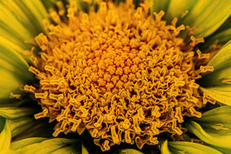 A green colored daisy with a bright yellow center set of pollenの写真素材