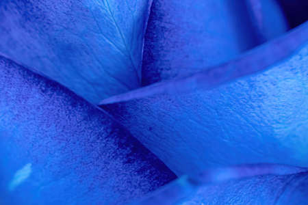 A blose rose and its inner workingsの写真素材