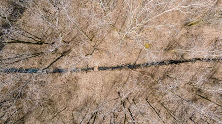 The snow has melted and the trees are still bare in the forest. A scene in the wilderness as seasons...