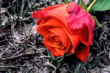 An orange rose lays abandoned outside on the ground. A vibrant set of orange and green on a empty desolate groundの写真素材
