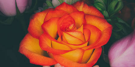 A faded background surrounds a fire orange roseの写真素材